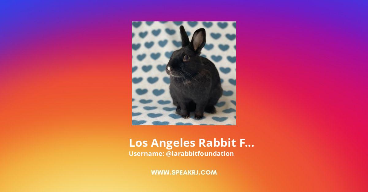 Los Angeles Rabbit Foundation Instagram Pictures