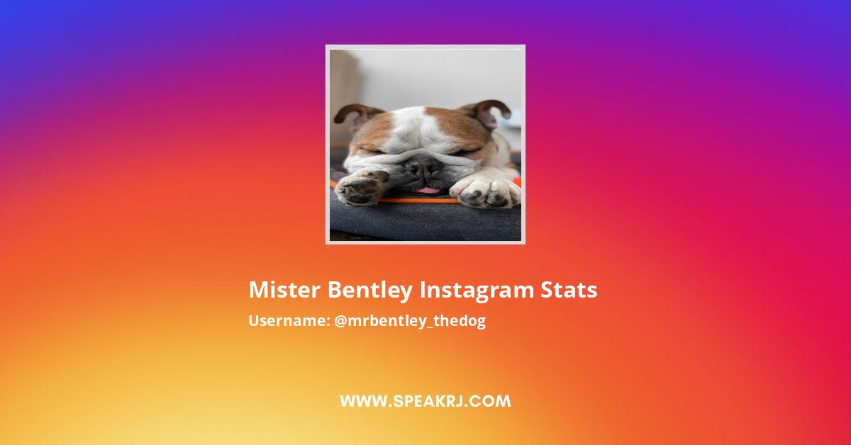 Mister Bentley Instagram Pictures