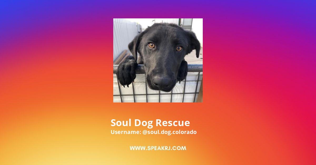 Soul Dog Rescue Instagram Followers Statistics / Analytics - SPEAKRJ Stats