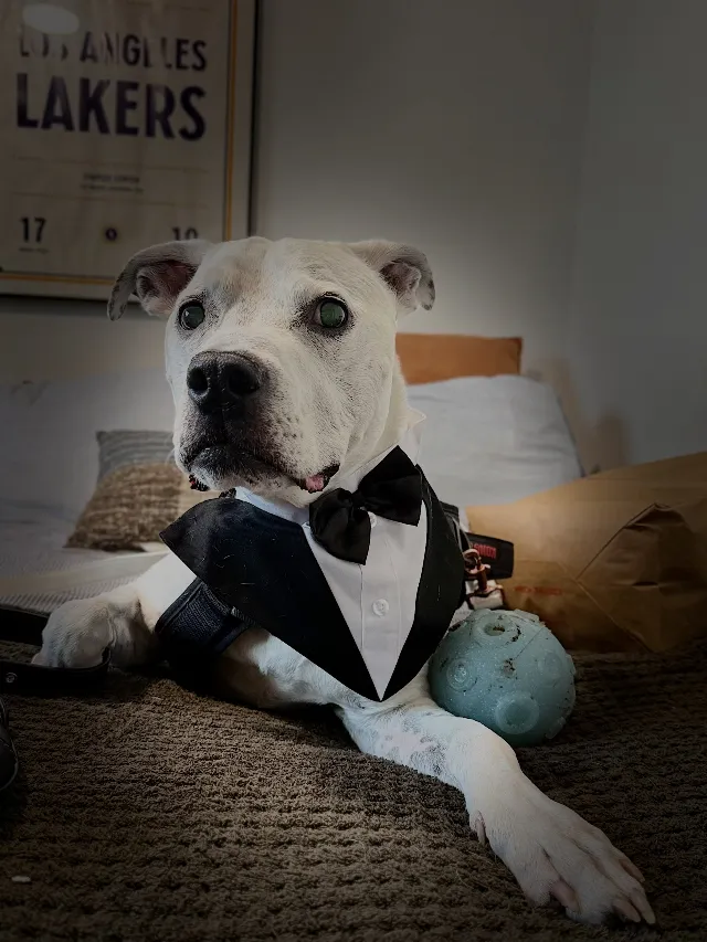 Post by Hart 2 Paw | Southern California Wedding Pet Care