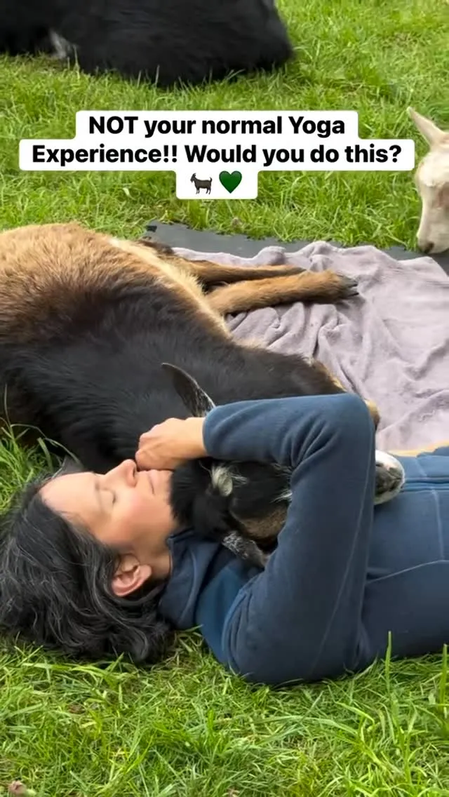 Post by Original Goat Yoga™️