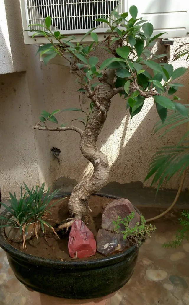 Post by Green Ahmedabad