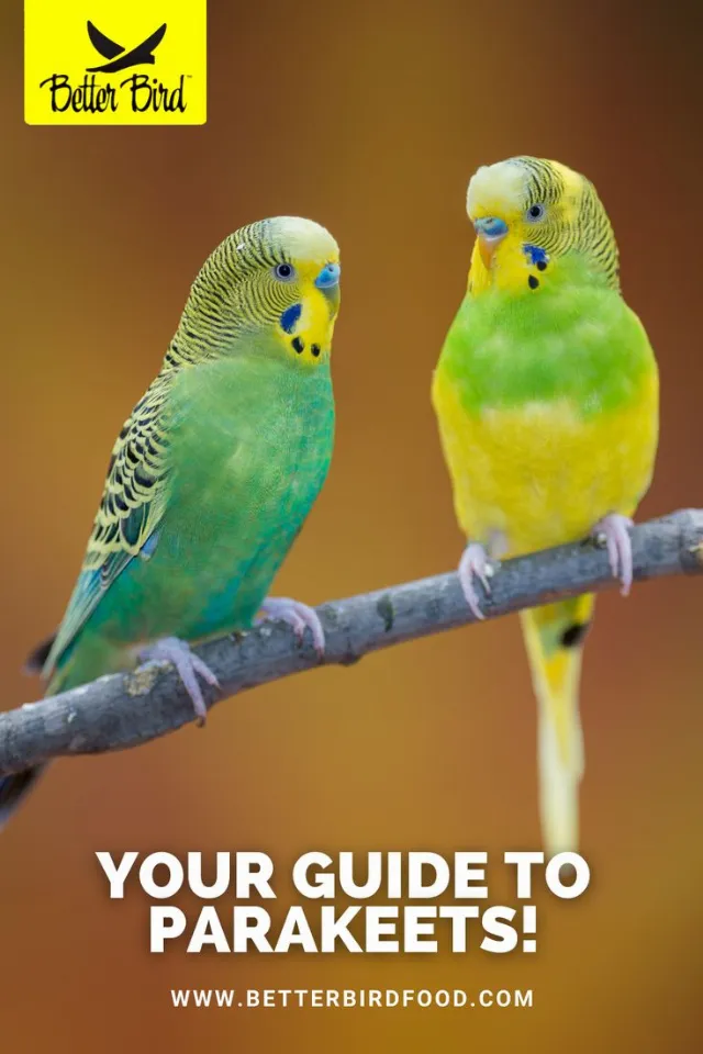 Post by AGreenHand | Tips Dedicated For Gardeners and Homeowners