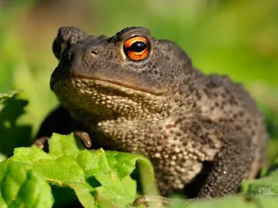 Post by Froglife