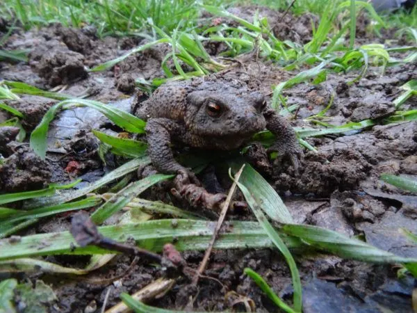 Post by Froglife