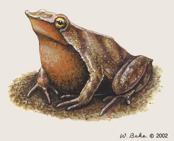 Post by Froglife