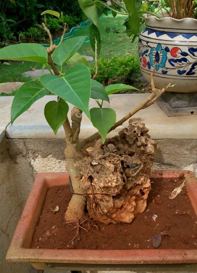 Post by Green Ahmedabad