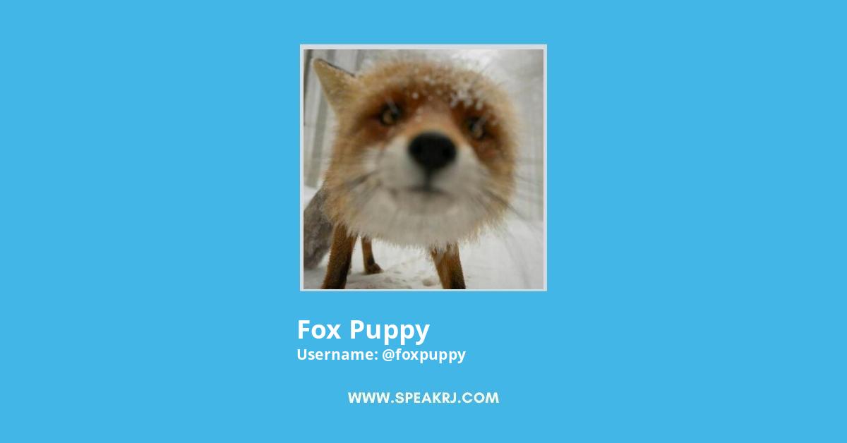 Fox Puppy Twitter Stats