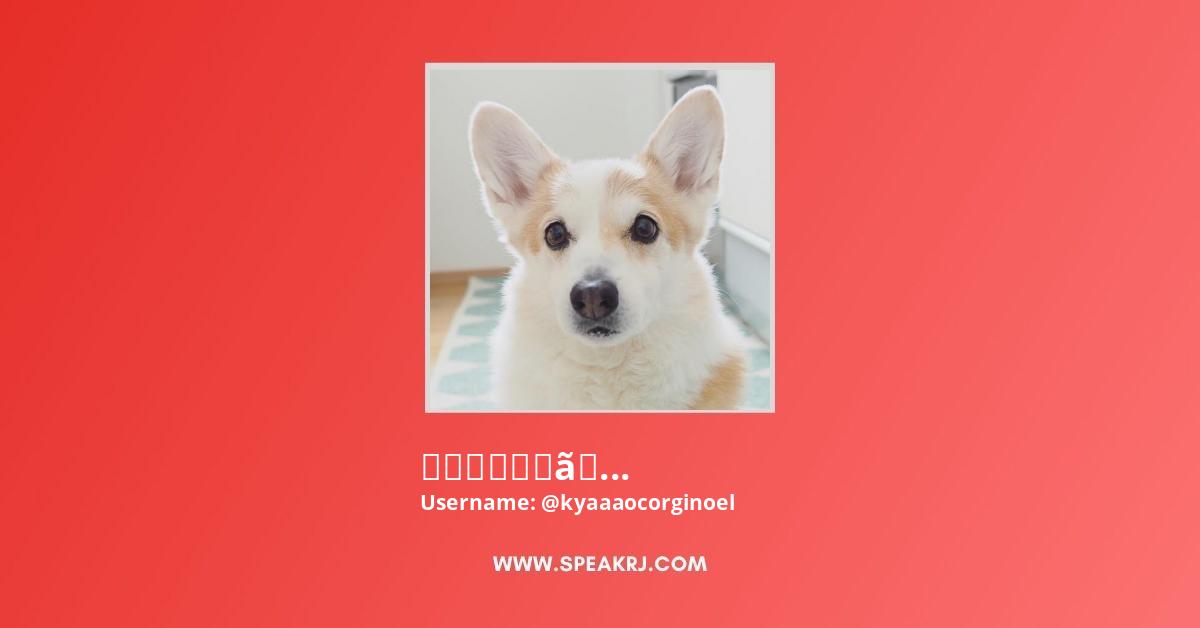 コーギー犬ノエさん Youtube Channel Subscribers Statistics Speakrj Stats