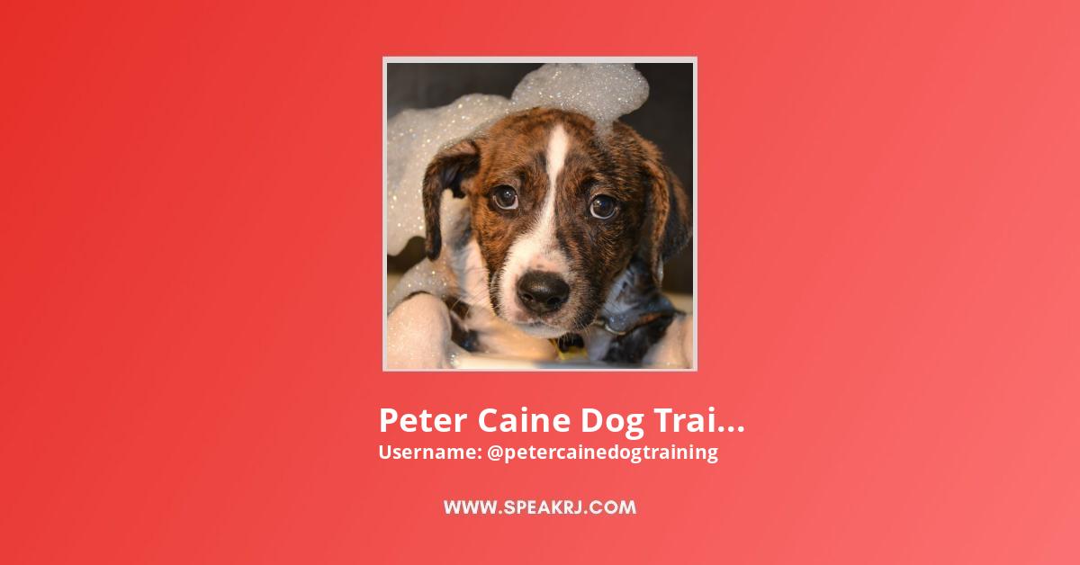politicus Goneryl vos Peter Caine Dog Training YouTube Channel Statistics / Analytics - SPEAKRJ  Stats