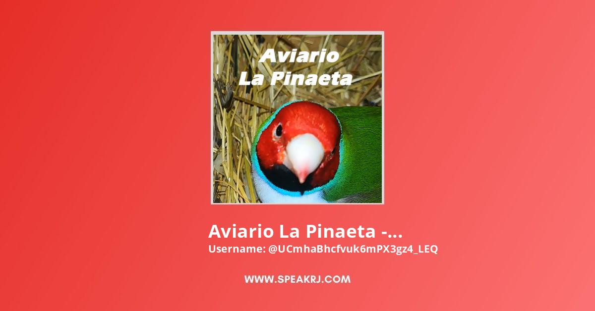 Aviario La Pinaeta - Mundo De Aves YouTube Channel Stats